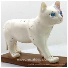 Großhandel Veterinärmodell 12004 Anatomische Modelle Katze Akupunktur Modell